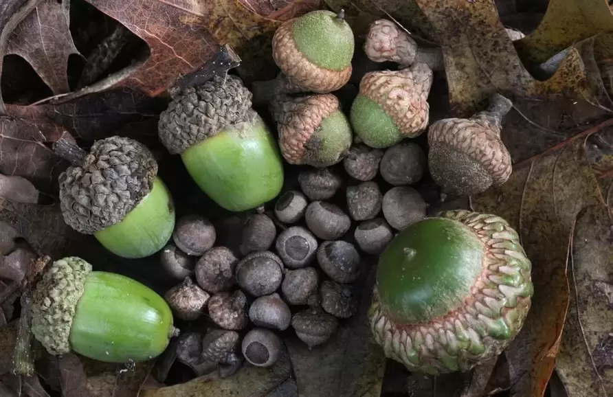 alus tuah jimat - acorn