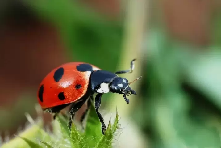 wilujeng sumping jimat - ladybug
